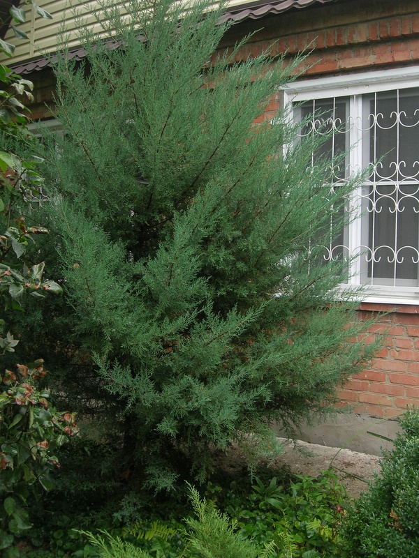 можжевельник виргинский алматы питомник растений plants